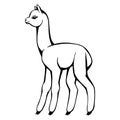 Hand drawn funny baby lama. Black and white drawing vector